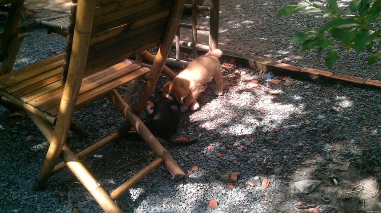 Cute puppies at Lang Coffeeshop - GoVap District