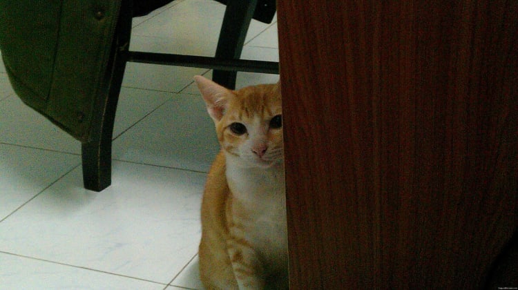 Hoshi peaking behind the desk