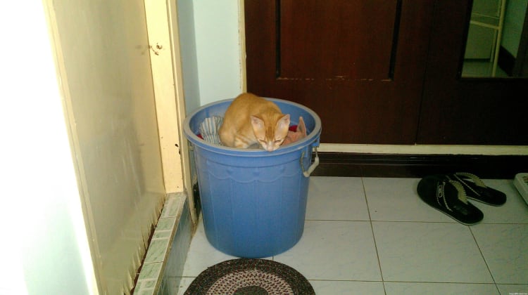 Hoshi, my American shorthair cat in laundry basket