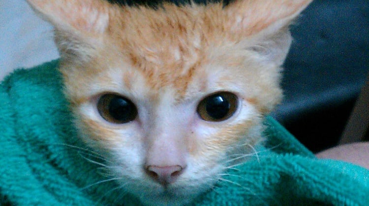 Hoshi after his bath