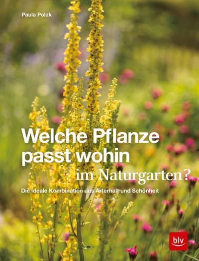 Welche Pflanze passt wohin