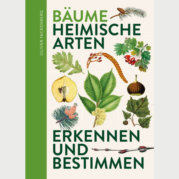 Bäume