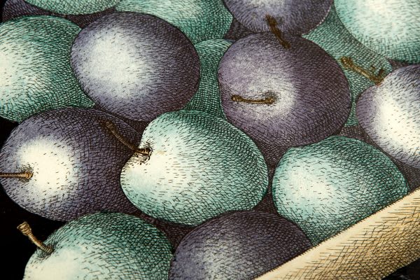 Piero Fornasetti — Tray with fruit scene