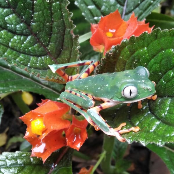 Enchanted Ecuador: Rainforest, Andes, and Culture 9D/8N - 21