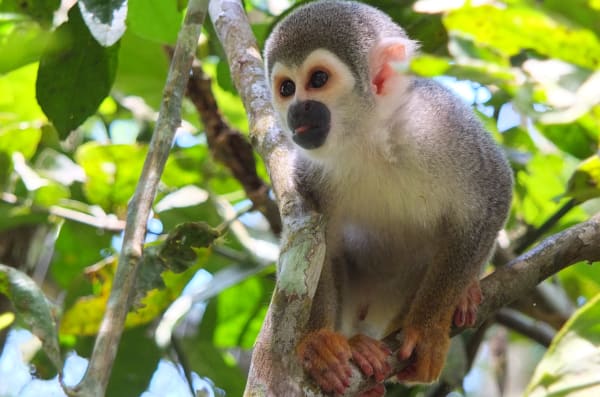 Enchanted Ecuador: Rainforest, Andes, and Culture 9D/8N - 17