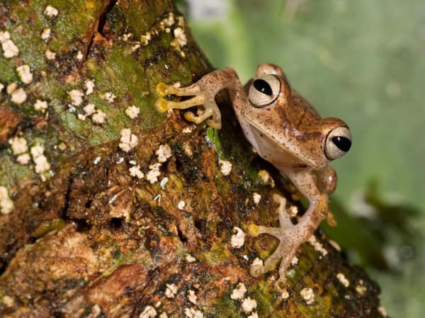 Enchanted Ecuador: Rainforest, Andes, and Culture 9D/8N - 19