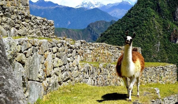 Inca Trail Express Trek to Machu Picchu 2D/1N - 17