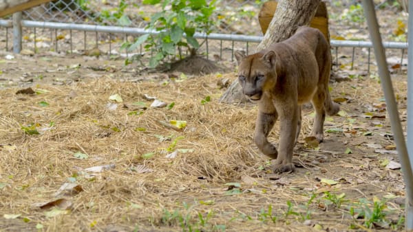 Puerto Maldonado Amazon Eco-Lodge 5D/4N (from Cuzco) - 26
