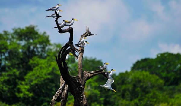 Manaus Amazon Jungle Adventure 5D/4N - 5