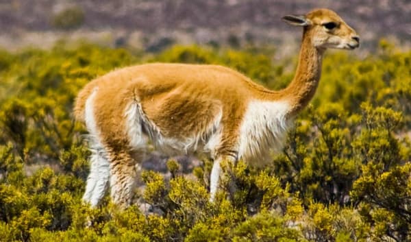 Rainbow Mountain Trek 2D/1N - 6