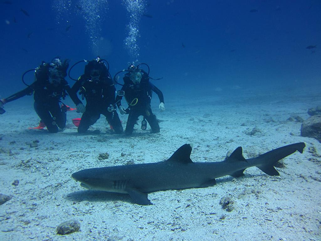 Galapagos Island Hopping Diving Full Experience 8D/7N