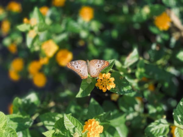 Guyana Nature Experience - 1