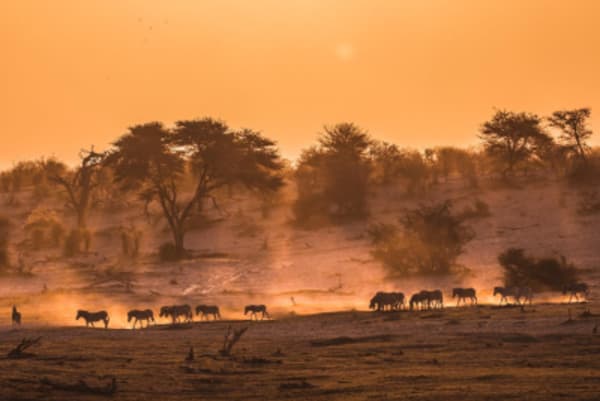 The best of Botswana - 10