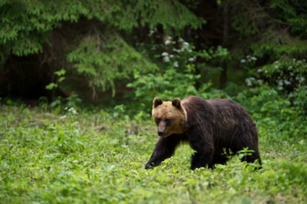 Hiking Adventure in Gauja National Park - 13
