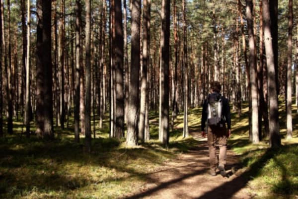 Hiking Adventure in Gauja National Park - 27