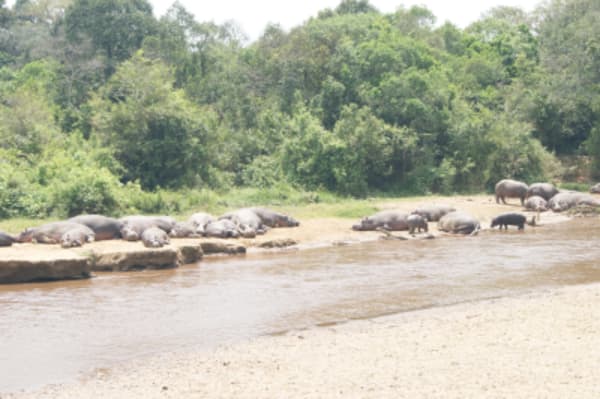 Gorilla Trekking, Chimps, Big 5 & Big Cats Safari - 5