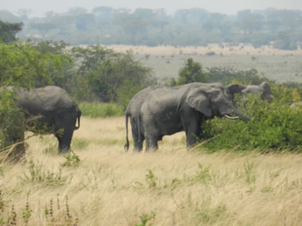 Gorilla Trekking, Chimps, Big 5 & Big Cats Safari - 9