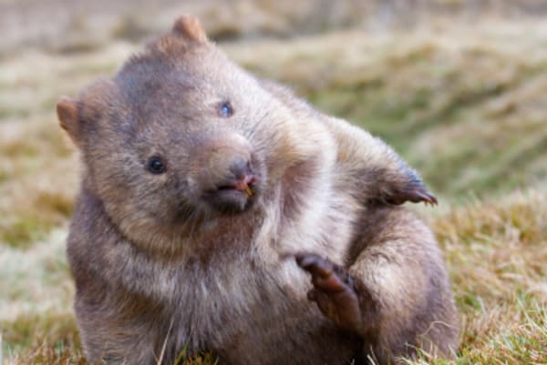 Remote Wonders of Tasmania - 4