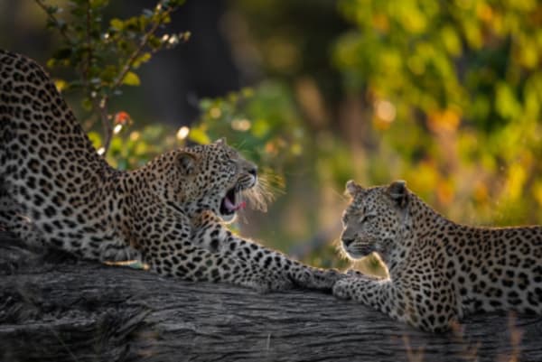 Cape Town, Safari & Zambia Honeymoon - 14