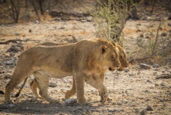 Namibia Highlights - 15