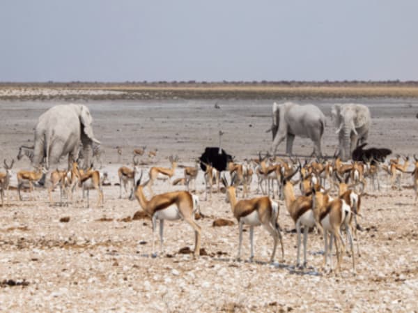 Namibia Highlights - 4