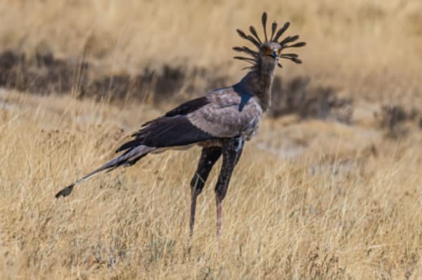 Namibia Highlights - 8