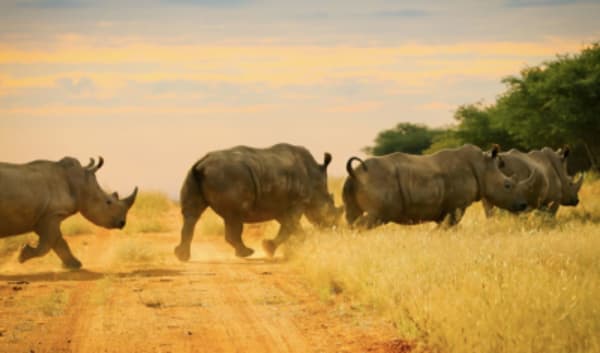 Namibia Highlights - 14