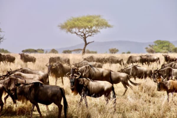 Safari in Tanzania & Zanzibar - 7