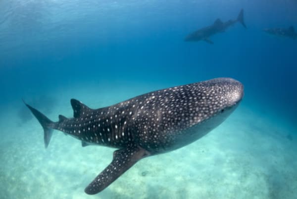 Tour to Djibouti Beaches and Whale Shark - 2