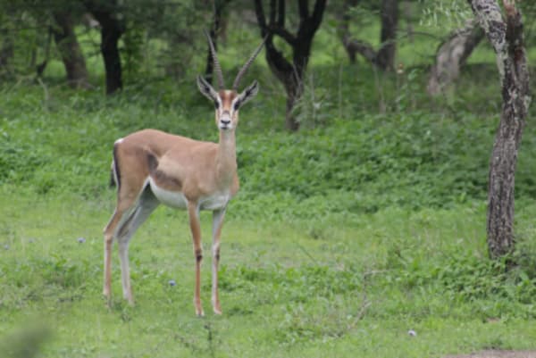 Bale Mountains National Park Explorer - 7