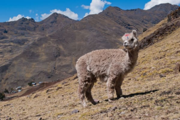 Lares Trek to Machu Picchu from Lima - 9