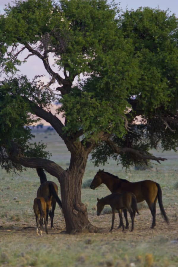 7 Day Southern Namibia & Sossusvlei Camping Safari - 5