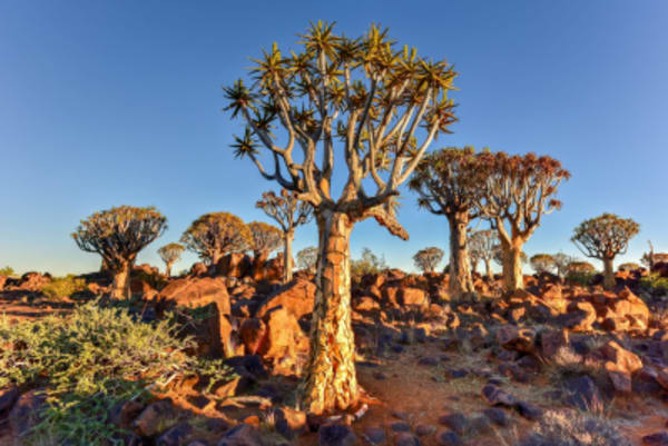 7 Day Southern Namibia & Sossusvlei Camping Safari - 8