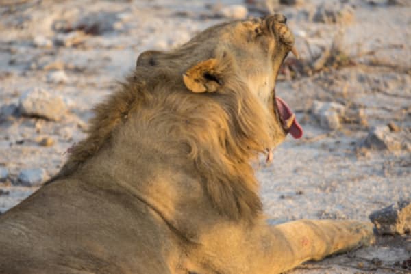 7 Day Northern Namibia & Skeleton Coast Camping Safari - 1