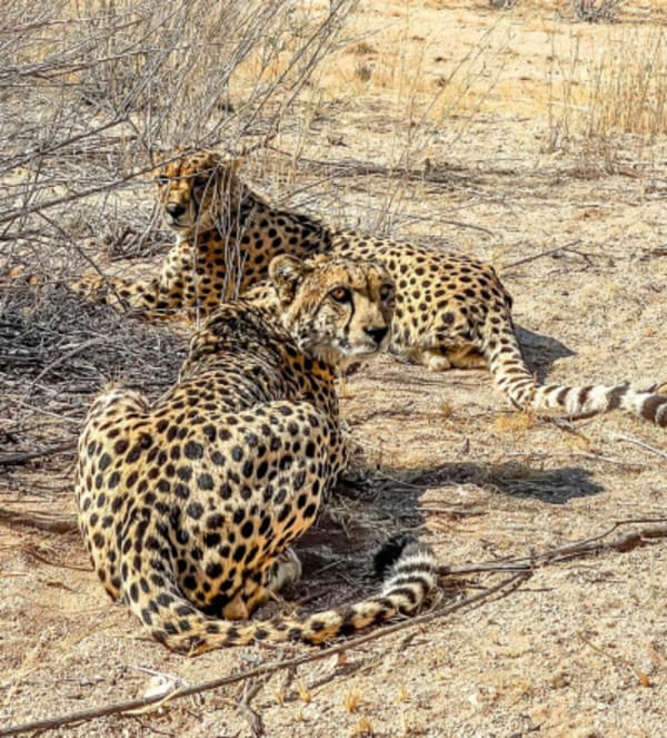 7 Day Northern Namibia & Skeleton Coast Camping Safari - 2