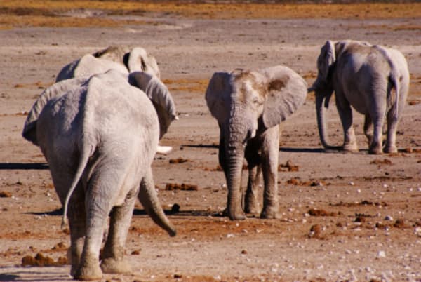 7 Day Northern Namibia & Skeleton Coast Camping Safari - 3