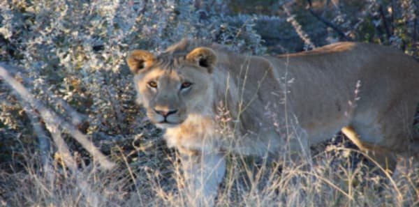 7 Day Northern Namibia & Skeleton Coast Camping Safari - 7
