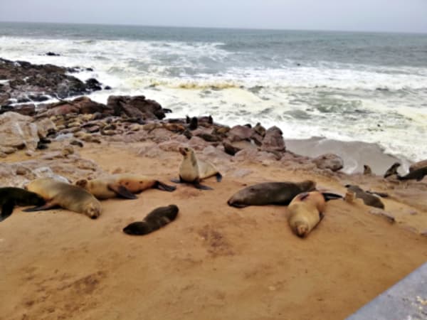 7 Day Northern Namibia & Skeleton Coast Camping Safari - 5