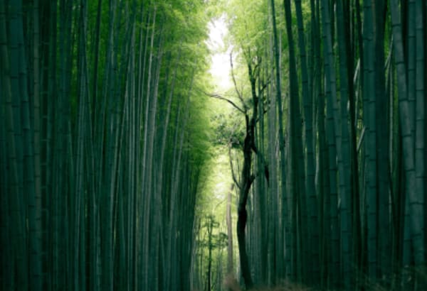 Japan Culinary and Culture Highlights - 16