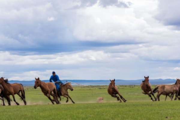 Essence of Mongolia - 4