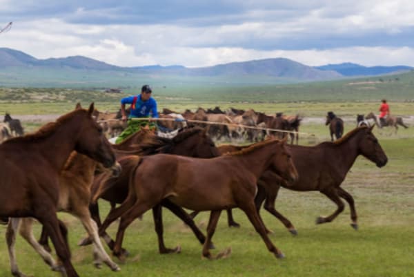 Essence of Mongolia - 8
