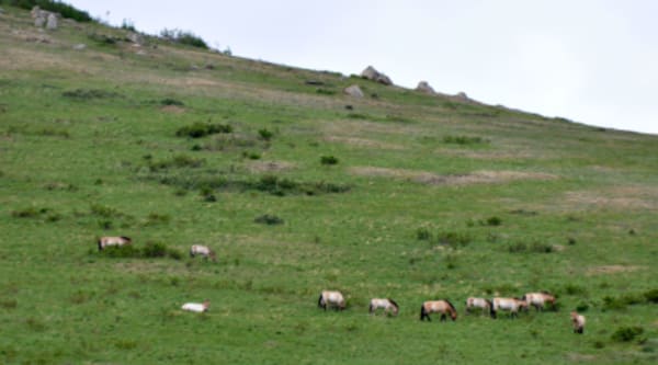 Essence of Mongolia - 26