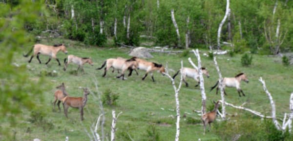 Essence of Mongolia - 22
