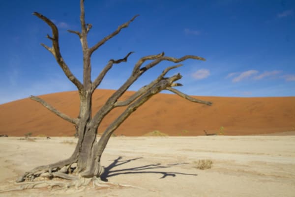 Esencias de Namibia - 13