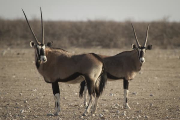 Esencias de Namibia - 36