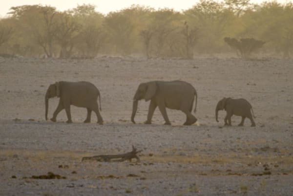 Esencias de Namibia - 34