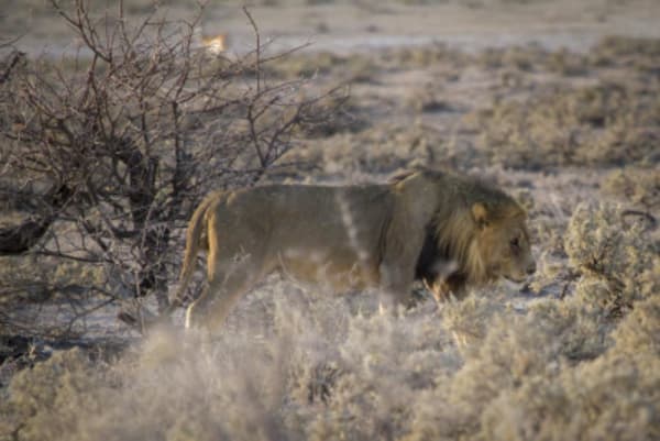 Esencias de Namibia - 35