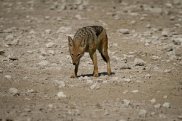 Esencias de Namibia - 38