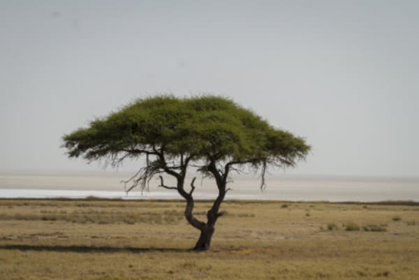 Esencias de Namibia - 40