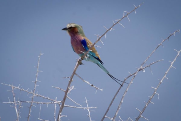 Esencias de Namibia - 41